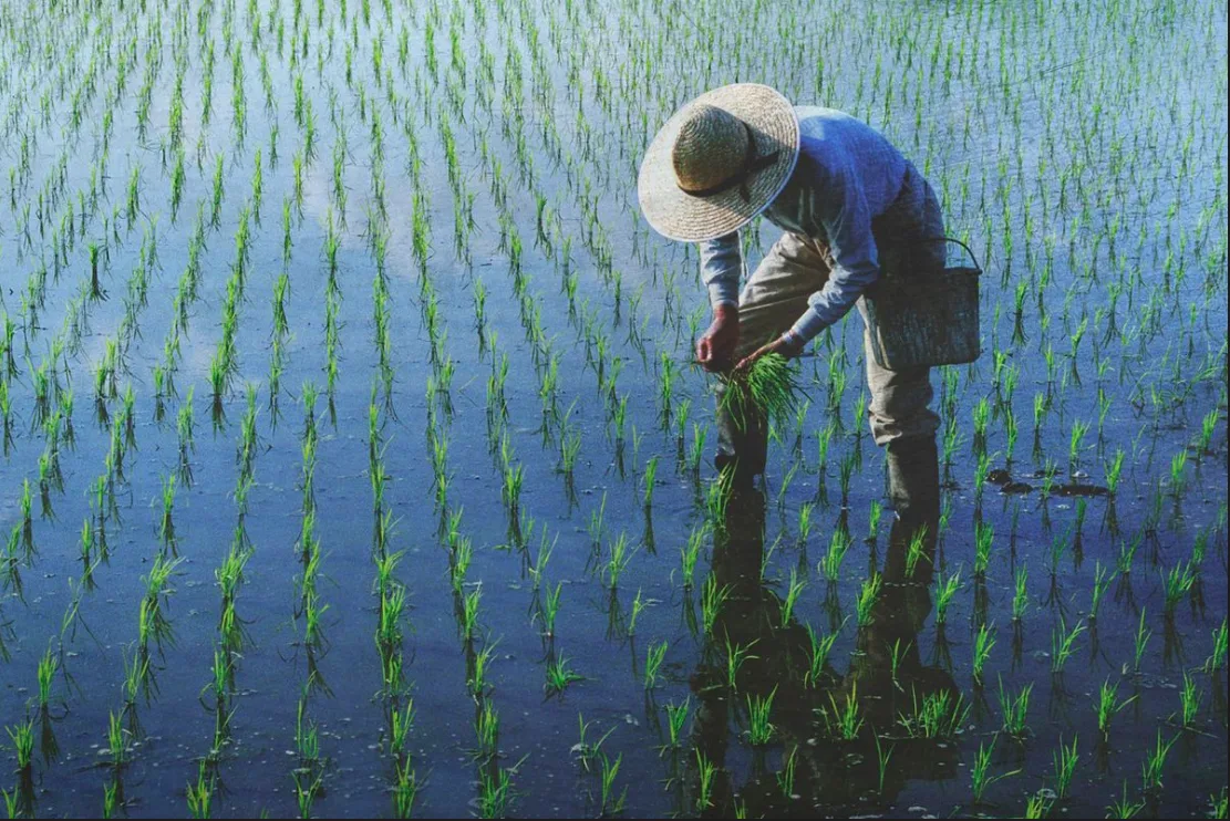 Gaji Rp 2,5 Miliar Ditinggal, Engineer Huawei Ini Pilih Bertani Jagung
