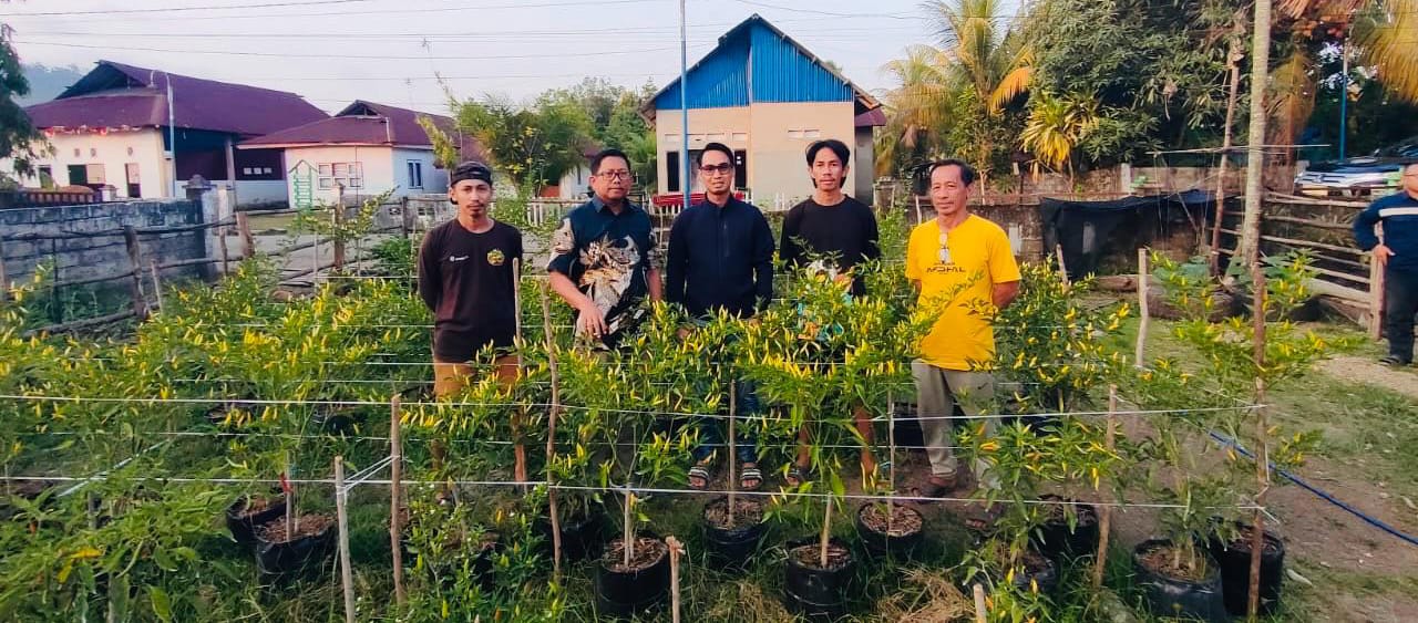 Panen Cabai di Lahan pak Ibnu Hajar Bersama Antam dan Pemerintah Desa Mowundo